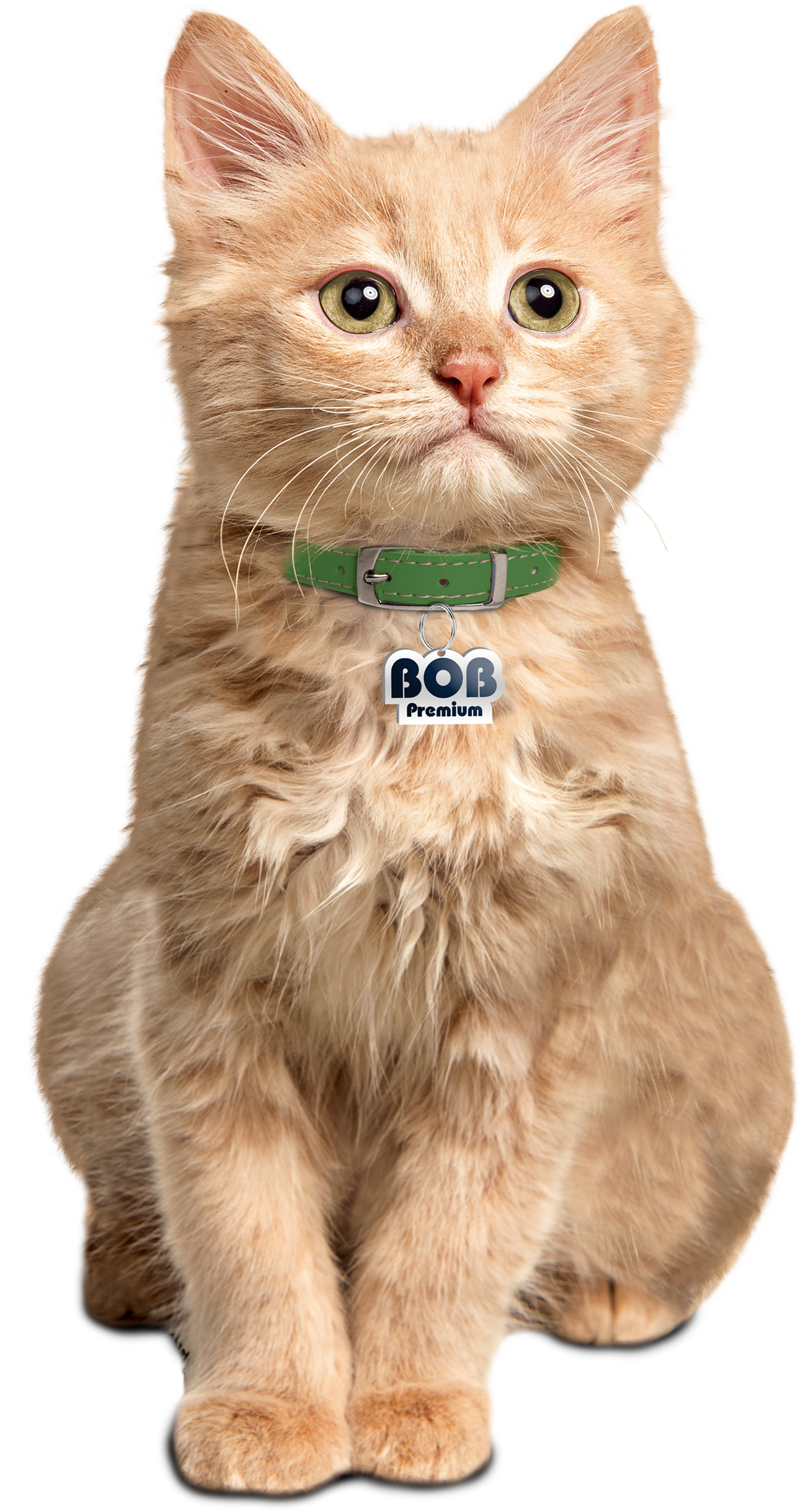Imagen de gato