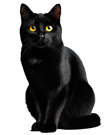 Imagen de gato